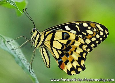 Vlinder kaarten, ansichtkaart Limoenvlinder - postcard Lemon butterfly - postkarte Lemon Schmetterling