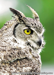 Uilenkaarten ansichtkaart vogel Canadese oehoe, owl postcards Canadian owl, postkarte Eulen Kanadische Eule