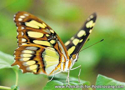 Vlinder kaarten, ansichtkaart Malachietvlinder - Malachite butterfly postcard - Schmetterling Postkarte Malachitfalter
