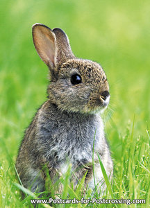 ansichtkaarten wilde dieren konijn, wild animal postcards rabbit, Kleine Kaninchen Postkarte