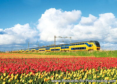 train ansichtkaart NS trein met tulpenveld, train postcard NS train, Zug Postkarte NS Zug