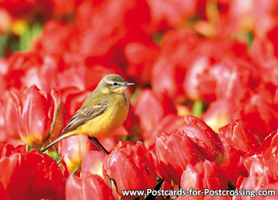 vogelkaart, Gele kwikstaart - bird postcards Western yellow wagtail - Vögel postkarte Schafstelze