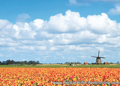typisch nederlands Ansichtkaart molen met tulpen, mill postcard, Mühle Postkarte