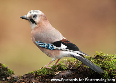 vogelkaart ansichtkaart gaai kaart, bird postcards Eurasian jay, Postkarte Vögel Eichelhäher