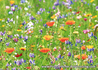 Postkarte Ansichtskarte Wilde Blumen Www Postkarten Kaufen Online De