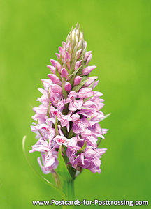 Ansichtkaart Wilde orchidee kaart, Wild orchid postcard, Postkarte Wilde Orchidee