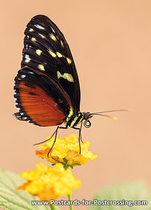Heliconius vlinder kaart / ansichtkaart