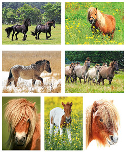 Kaartenset paarden en pony's - Postcard horses and ponies -  Postkarten Set Pferde und Ponys