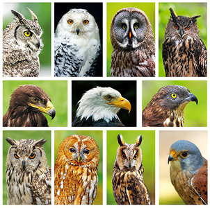 kaartenset roofvogels - Owl / Raptor postcard set - Greifvögel Postkarten Set