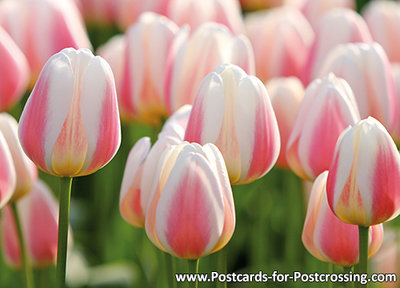 ansichtkaart tulpveld kaart - Field with tulips postcard - blumen Postkarten Tulpe