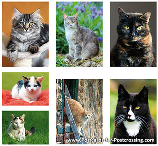 Postkaarten / ansichtkaarten set katten