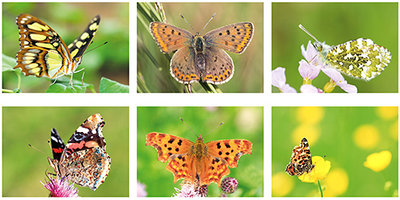 Vlinder kaarten set - Schmetterlinge Postkarten Set