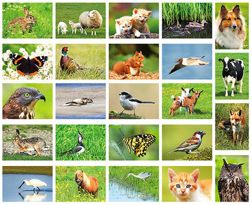 alles verschiedene Tiere Ansichtskarten Tiere 100-er Set Tierpostkarten