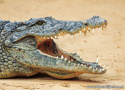 Krokodil kaart - ansichtkaart krokodil