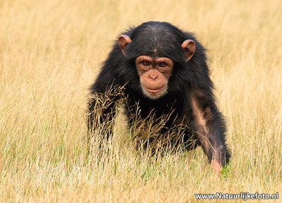 Ansichtkaart Chimpansee