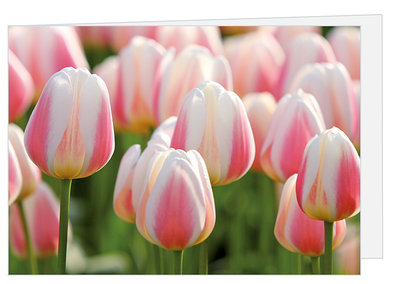 Blanco wenskaart tulpen met envelop - dubbele kaart zonder tekst