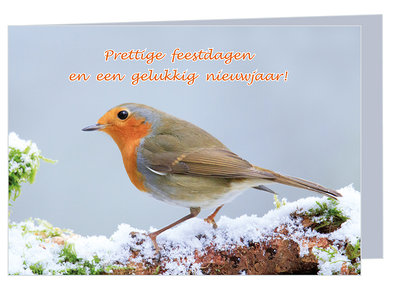 kerstkaart roodborstje