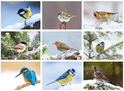 Set goedkope kerstkaarten vogels - 9 enkele kaarten zonder enveloppe