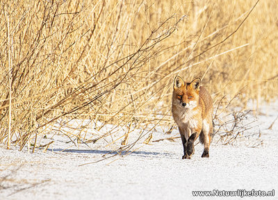 ansichtkaart vos in de winter