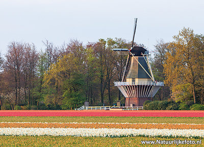 ansichtkaart Keukenhof molen