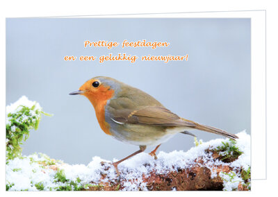 Luxe kerstkaart vogels | roodborstje