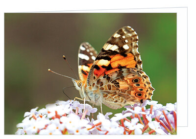 Blanco wenskaart Atalanta vlinder - dubbele kaart met envelop