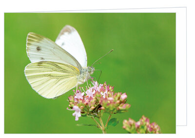 Blanco wenskaart vlinder met envelop - dubbele kaart zonder tekst