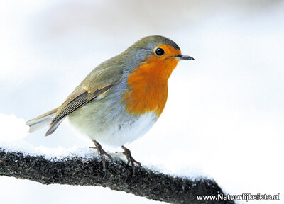 ansichtkaart Roodborstje in de winter, postcard Robin bird in winter, Postkarte Rotkehlchen Vögel im Winter