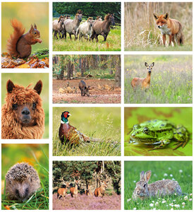 Ansichtkaarten set dieren in Nederland