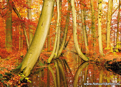 Herfstkaarten, ansichtkaart herfst Twickelervaart, postcard Autumn Twickelervaart, postkarte Herbst Twickelervaart
