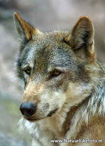 Wolf kaart, ansichtkaart wolf, wolf postcard, Postkarte wolf