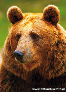 ansichtkaart Kodiakbeer kaart, postcards Kodiak bear, Zoo Tier Postkarten Kodiakbär