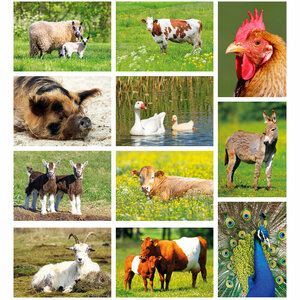 Kaartenset boerderijdieren dieren