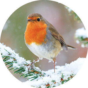  Sluitstickers kerstkaarten | sluitzegels roodborstje in de sneeuw 