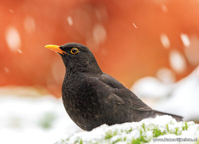 ansichtkaart merel in de sneeuw