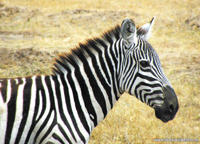 dierenkaarten ansichtkaart Afrika Zebra, African animal Zebra postcard , Afrika Tier Postkarte Zebra