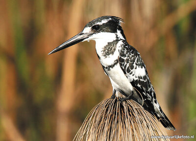 dierenkaarten Afrika Bonte ijsvogel, bird postcard Africa Pied kingfisher, Postkarte Afrika Tiere Graufischer