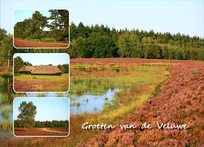 ansichtkaart Veluwe