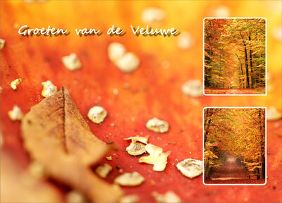 Herfstkaarten - ansichtkaart Veluwe