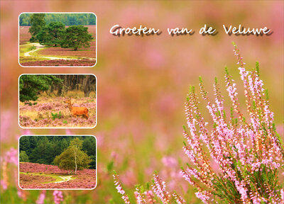 Ansichtkaart heide op de Veluwe