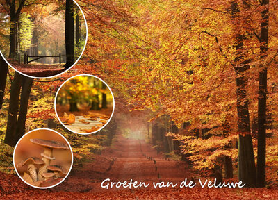 Herfstkaarten - ansichtkaart herfst op de Veluwe