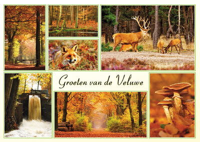 Ansichtkaart herfst op de Veluwe