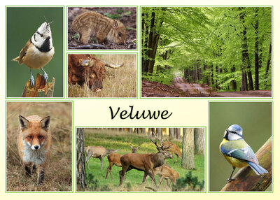 Ansichtkaart Veluwe