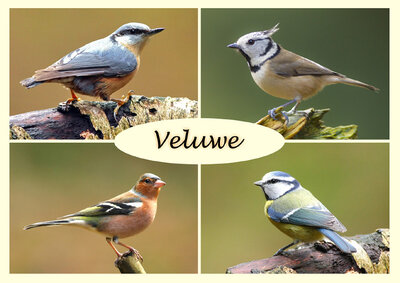 ansichtkaart vogels op de Veluwe
