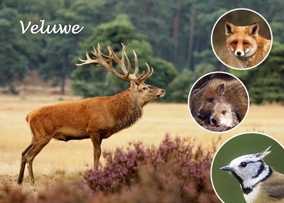 ansichtkaart Edelhert op de Veluwe