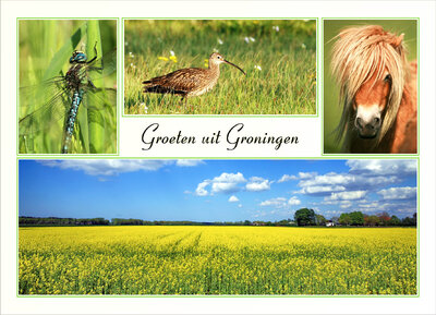 Ansichtkaart groeten uit Groningen