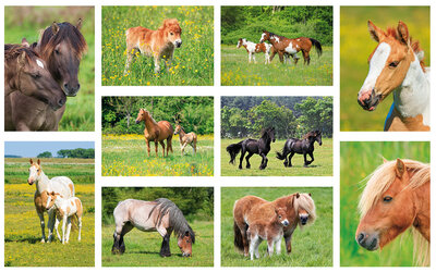 paarden ansichtkaarten set
