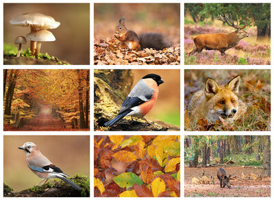 Natuur ansichtkaarten