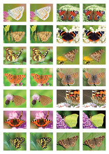 vlinders stickers - stickervellen met vlinders
