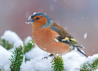 ansichtkaart vink in de sneeuw
